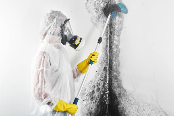 Dehumidification Services in Beverly Hills, CA